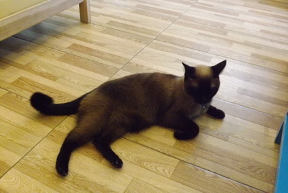 ちょっと不気味な猫